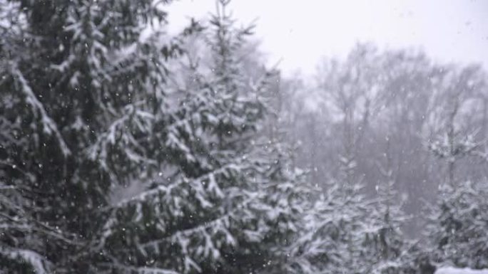 HD SUPER SLOW MO：雪中的云杉