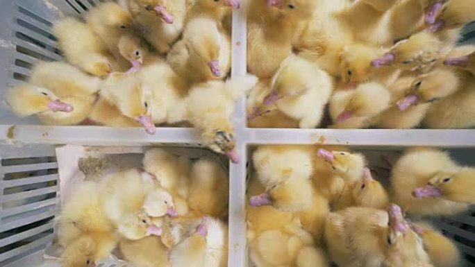 家禽在一个特殊的农场，坐在盒子里，俯视图。孵化的小鸭在农场的白色盒子里坐在一起。