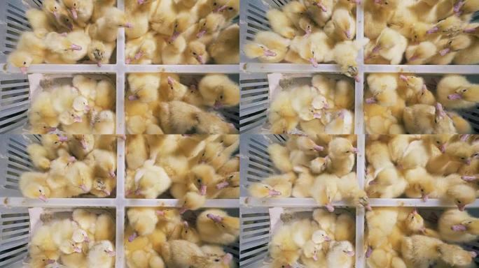 家禽在一个特殊的农场，坐在盒子里，俯视图。孵化的小鸭在农场的白色盒子里坐在一起。