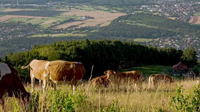 牛在牧场上交配国外农场外国牛群畜牧业