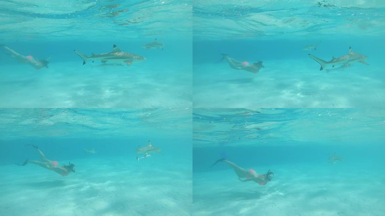 水下: 在绿松石海洋中浮潜的女人在黑鳍鲨后面游泳。