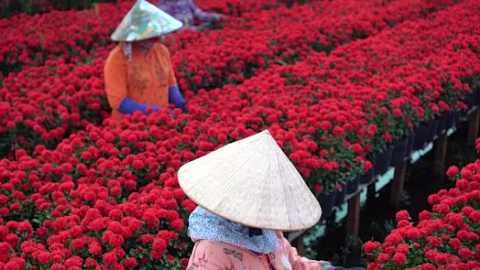 4k镜头场景三个越南园丁修剪红花花园的俯视图，越南同塔省萨德茨，传统和文化概念