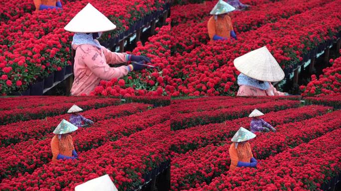 4k镜头场景三个越南园丁修剪红花花园的俯视图，越南同塔省萨德茨，传统和文化概念