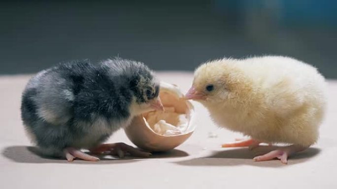 黄色和棕色的小鸡摘一个蛋壳，特写。