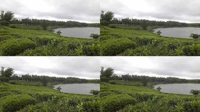热带环境下的绿茶种植园视图