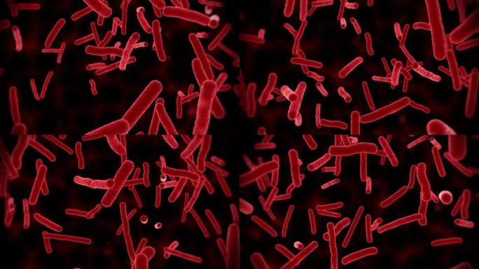 Ecoli细菌红细胞