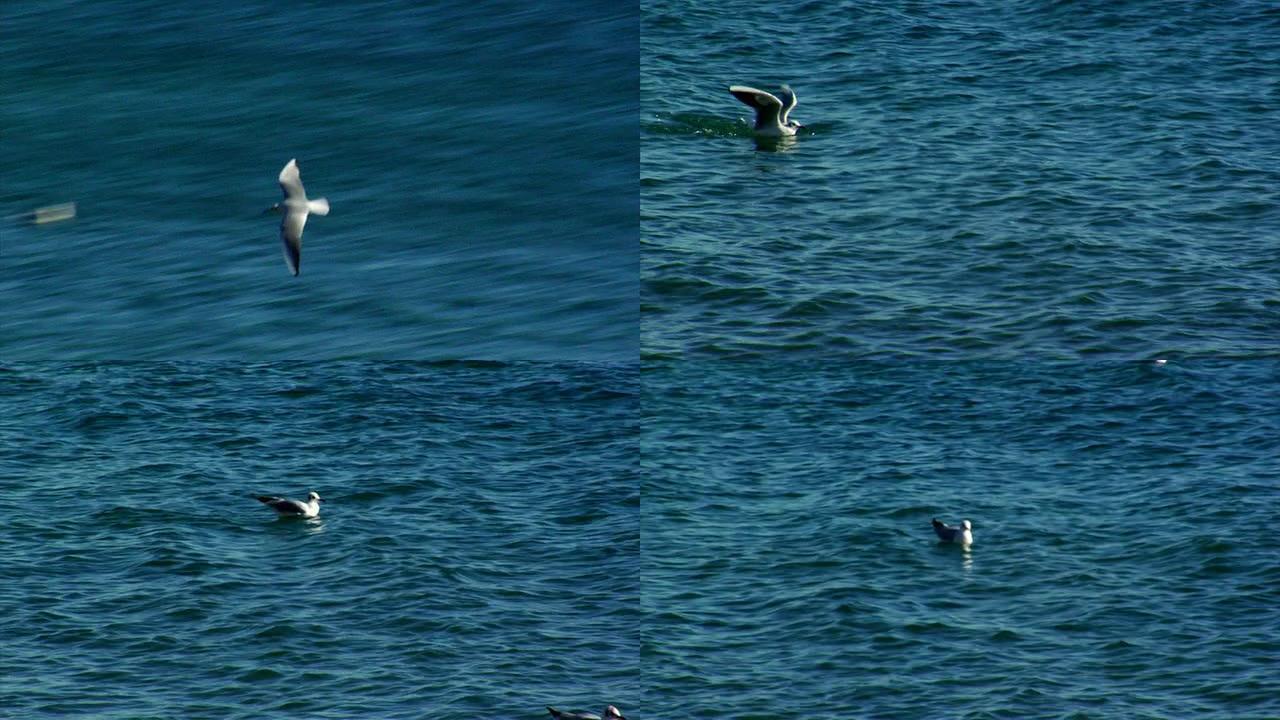海鸥（HD 720）