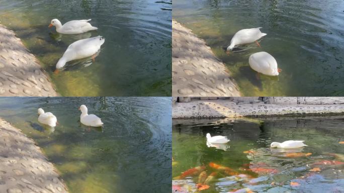 一对白鸭子游泳捕食一组镜头4K60FPS