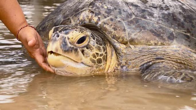 LS巨龟海洋生物多样性海龟搁浅生态保护