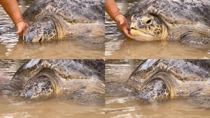 LS巨龟海洋生物多样性海龟搁浅生态保护