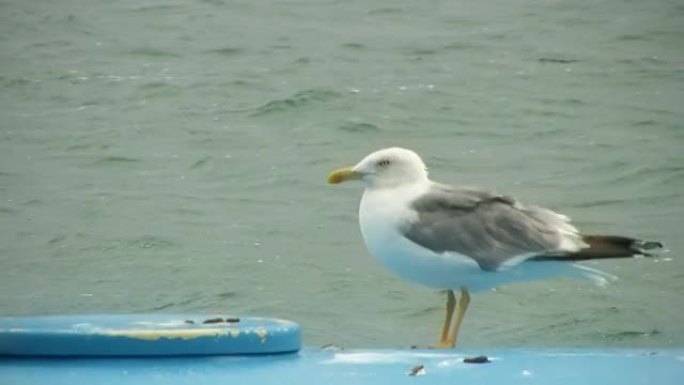 高清：海鸥在划艇上