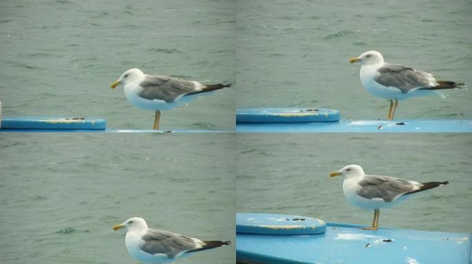 高清：海鸥在划艇上