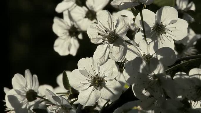 高清：樱花盛开复苏春暖花开蜜蜂齐放