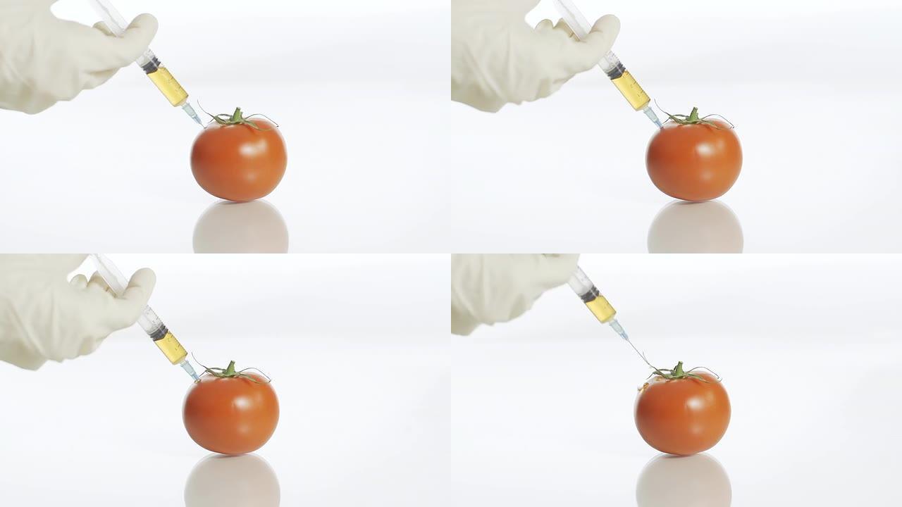 高清: 将转基因注入番茄