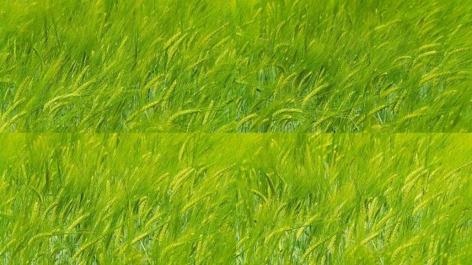 高清慢速运动：绿色小麦在风中摇摆