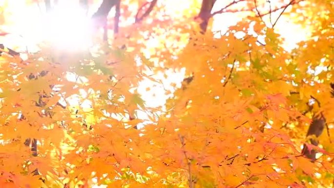 美丽的秋天背景午后秋季秋季阳光树叶