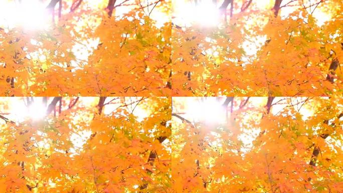 美丽的秋天背景午后秋季秋季阳光树叶