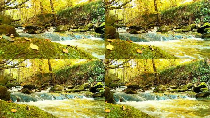 HD多莉:美丽的小溪在秋天的森林