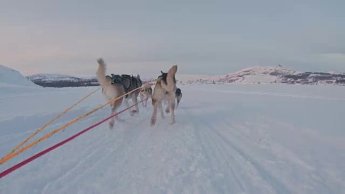 POV狗在黄昏时在雪地里拉雪橇