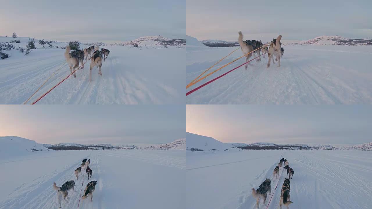 POV狗在黄昏时在雪地里拉雪橇