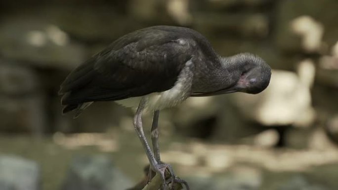 ibis公司野生动物保护生物生态飞翔飞鸟