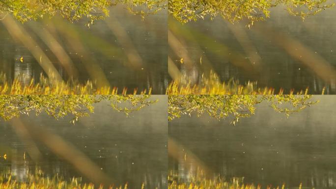 HD DOLLY：沼泽中的秋树