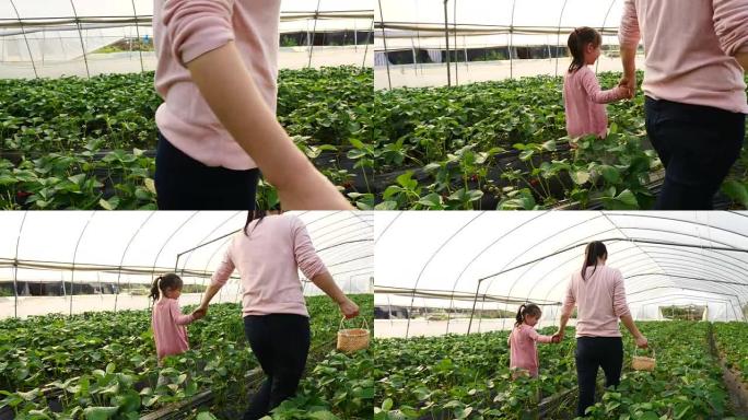 亚洲小女孩和妈妈在农场采摘草莓