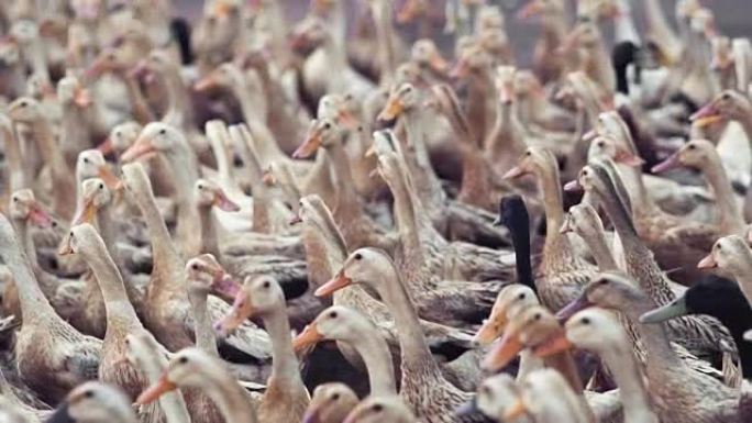 农场，行为和家畜概念中大量鸭子行走和混乱的慢动作FHD镜头