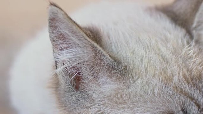 猫的耳朵猫藓猫耳朵