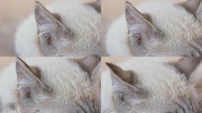 猫的耳朵猫藓猫耳朵