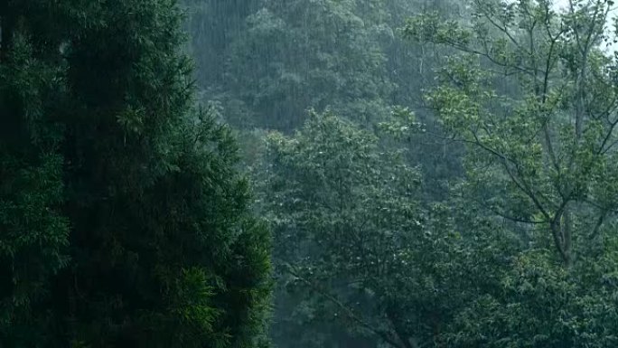 大雨落在树上