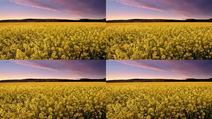 黄昏时的DS Candid canola field