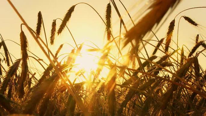 高清时间重叠：日出时的小麦之刃