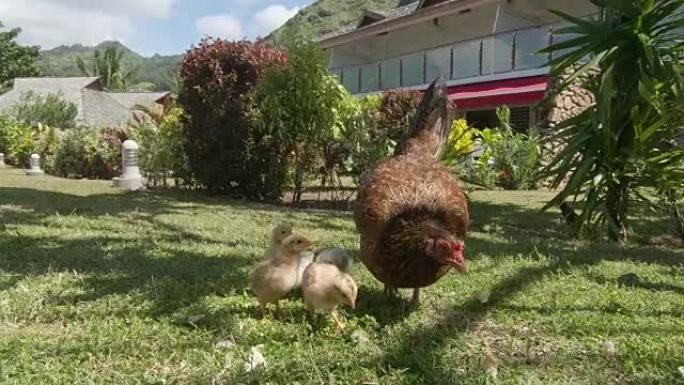 特写: 成年母鸡和她的小鸡在草地上吃面包