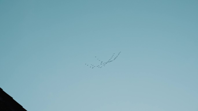 天上空中成群结队的人形大雁飞鸟往南方飞