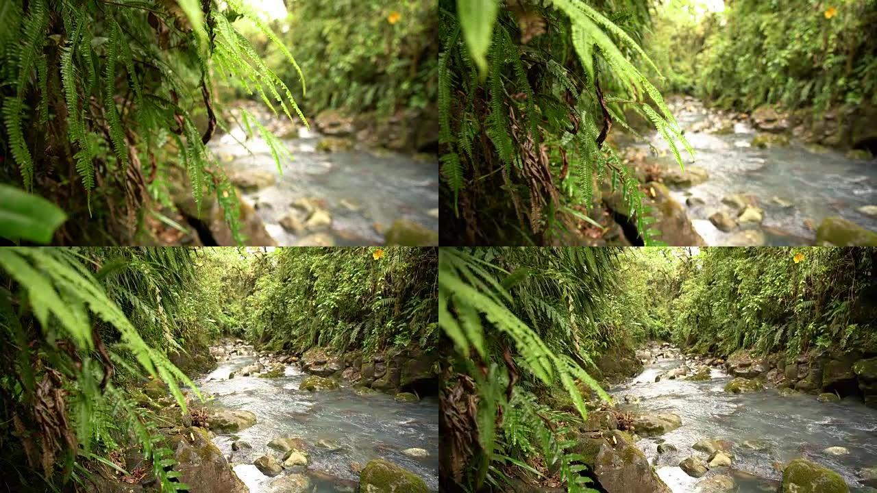 流经雨林的DS河