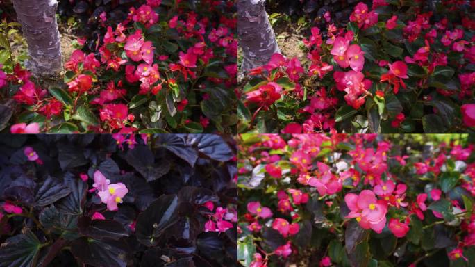 四季海棠花素材