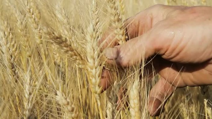 HD：农民的手握住小麦