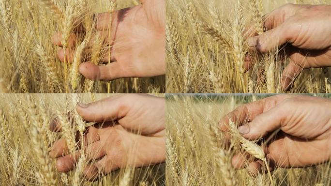 HD：农民的手握住小麦