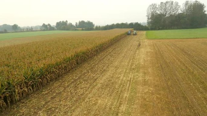 收割玉米的农民玉米小麦大麦麦粒麦穗