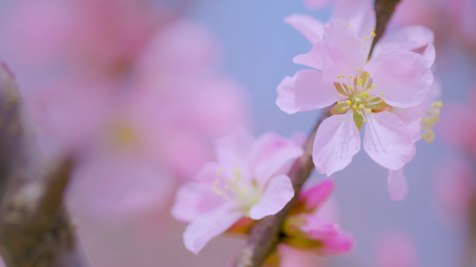 春天植物萌芽花朵蜜蜂特写