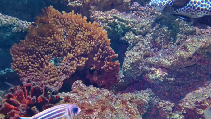 水族馆 海洋馆 鱼类  水生物 游动的鱼