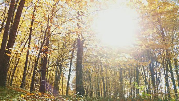高清：秋日森林的阳光直射