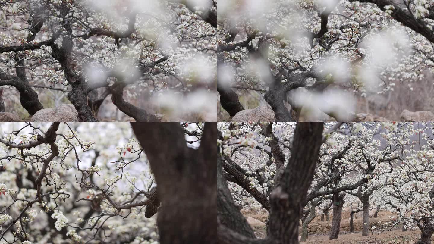 春天梨花梨树视频素材