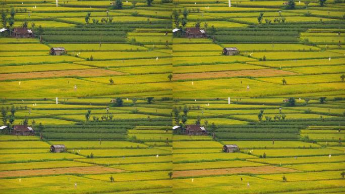 梯田里的小屋三农业农田园耕地种植大米水稻