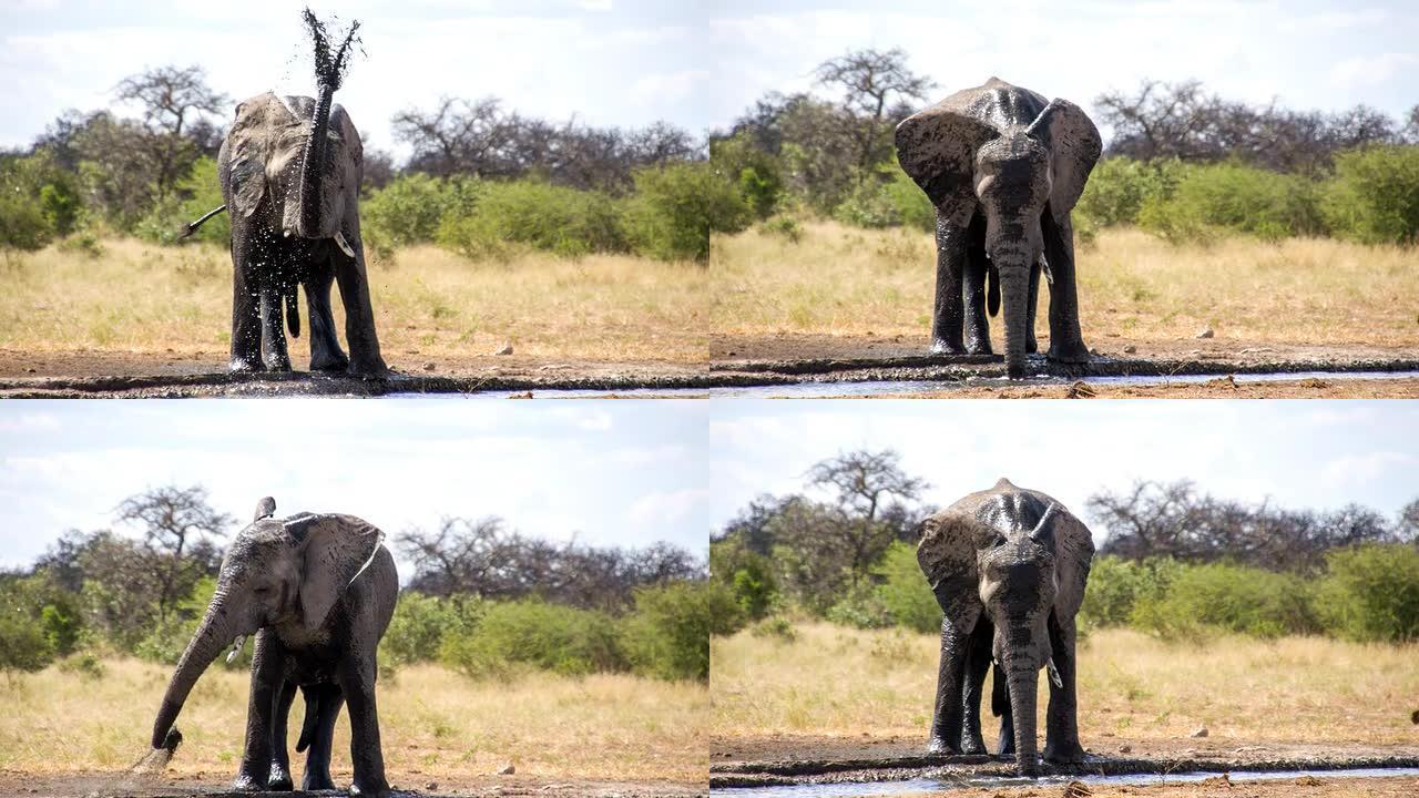 LS非洲象泼水