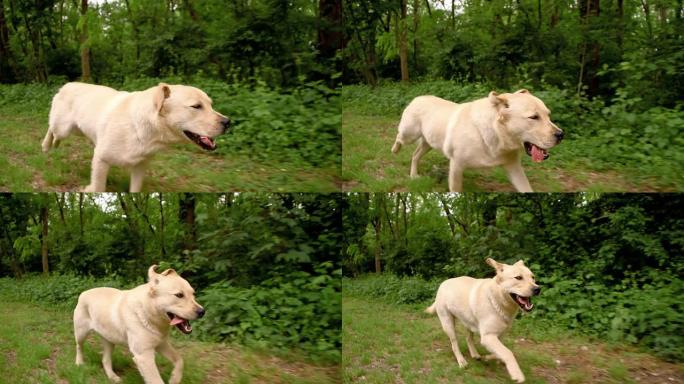 SLO MO狗沿着森林奔跑