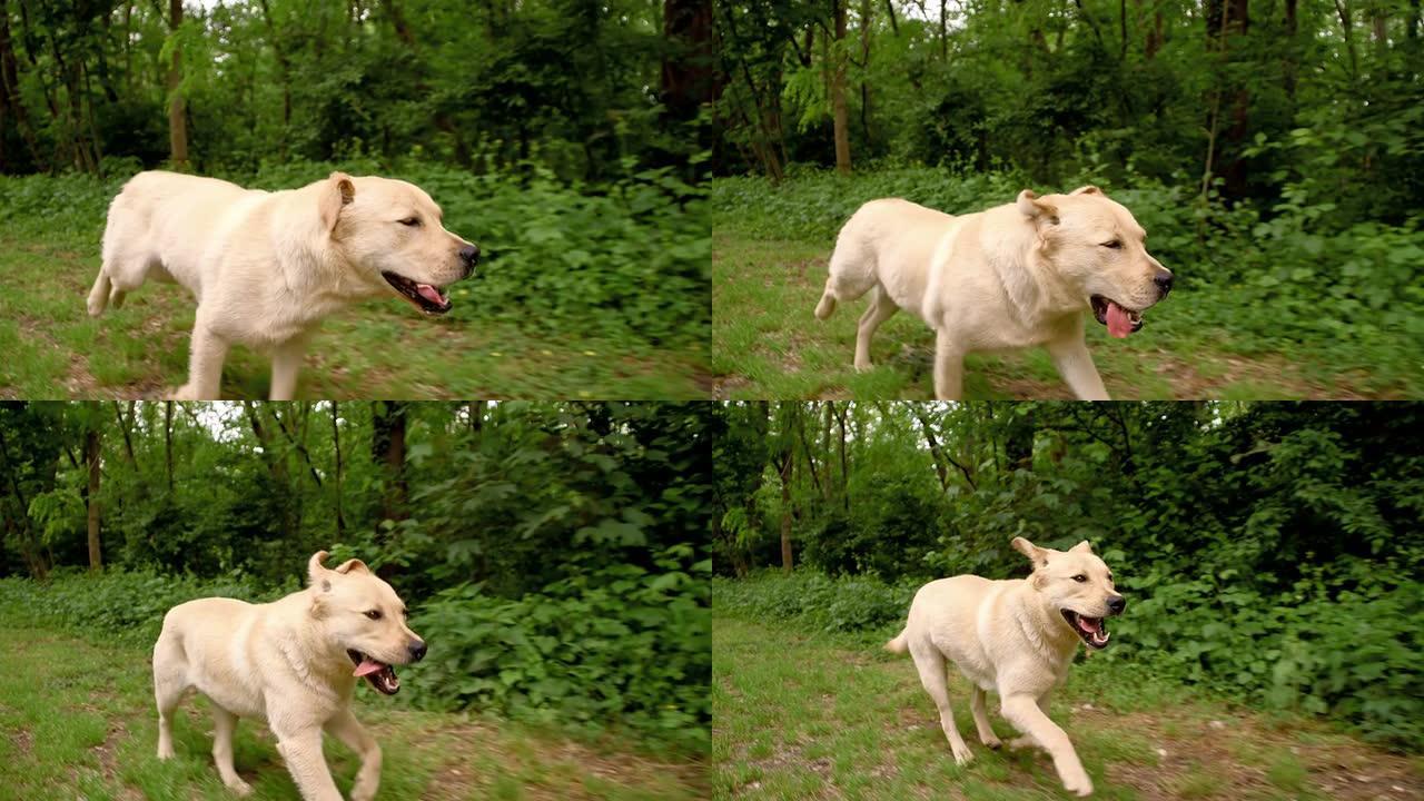 SLO MO狗沿着森林奔跑