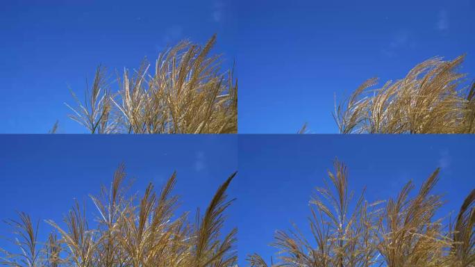 蓝天背景的黄草植物上有风