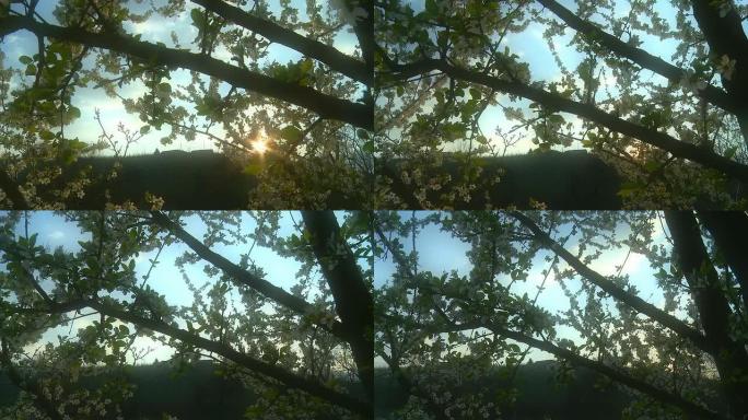 高清动态延时：日落时的樱花树